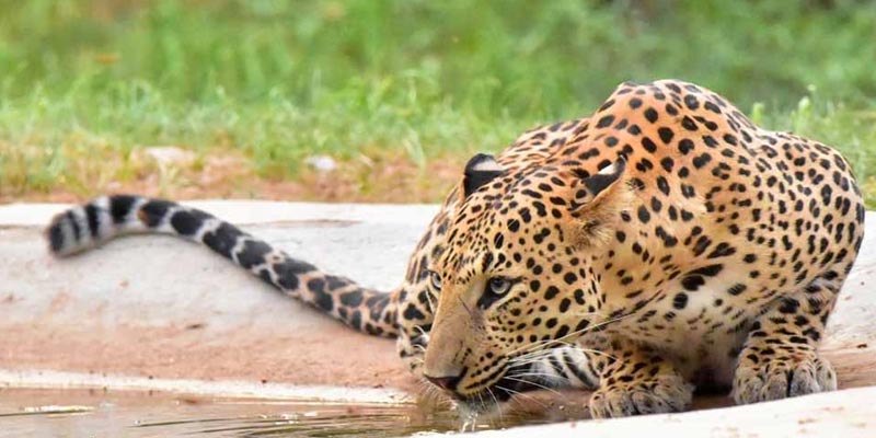 Leopard safari Jhalana