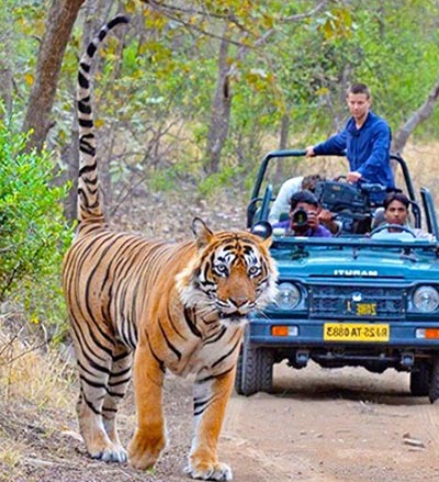 Jaipur Ranthambore Day Trip