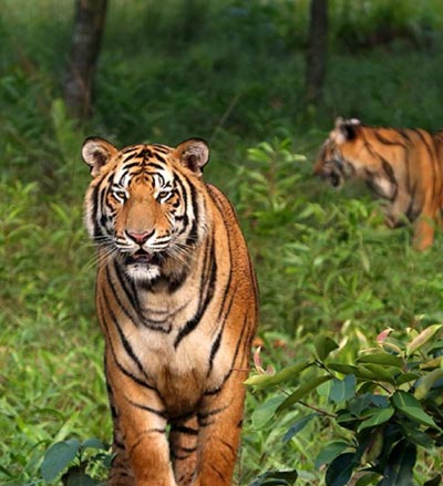 Sariska Tiger Reserve