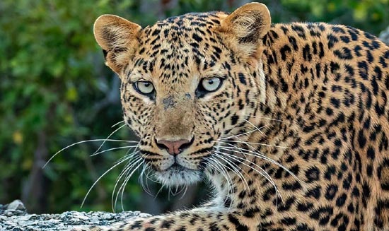 Jawai Leopard Safari